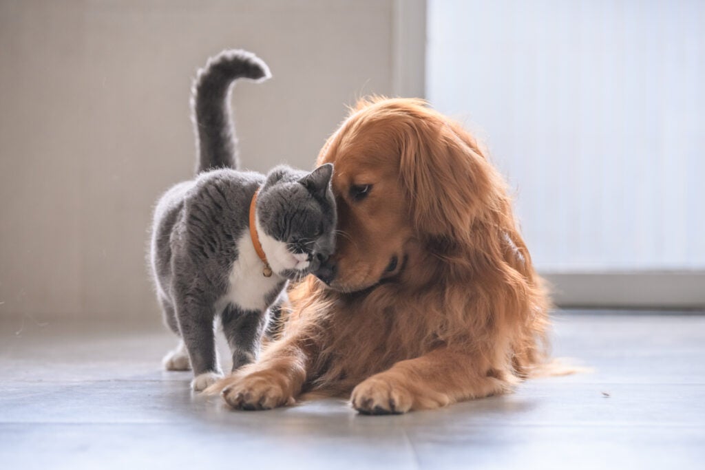 Carovita, sempre più famiglie costrette a rinunciare al cane e gatto
