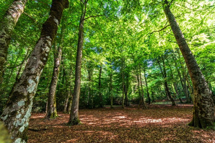 Asset forestali sostenibili, la nuova strategia di Nuveen