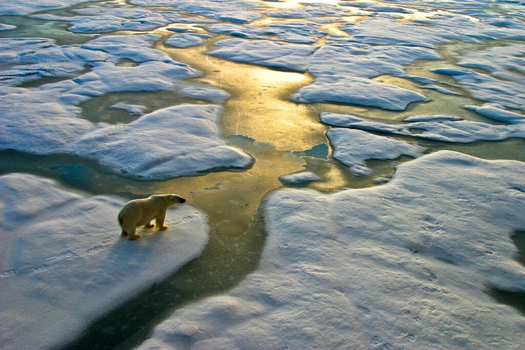 Biodiversità e cambiamento: per DPAM vanno affrontati insieme