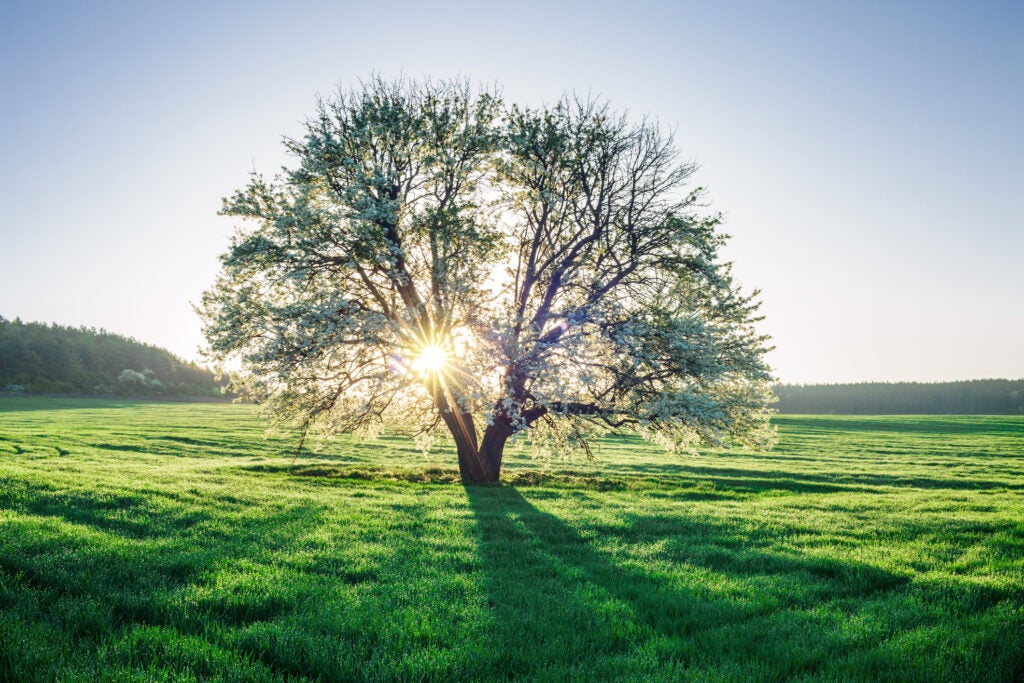 La deforestazione in Brasile: una minaccia al clima e un rischio per gli investitori