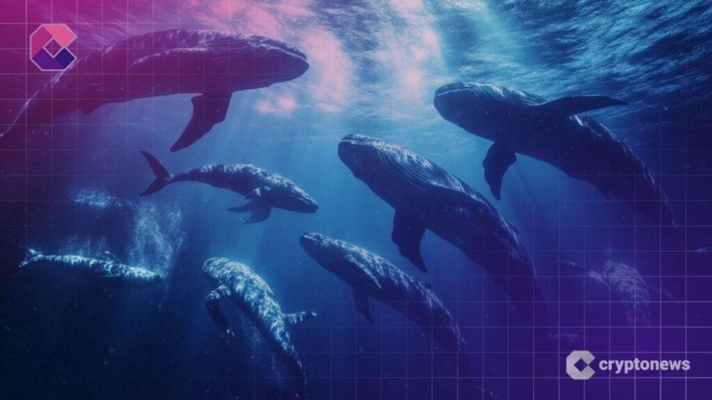 Le whale si preparano alla bull run: riveliamo quali asset crypto stanno accumulando